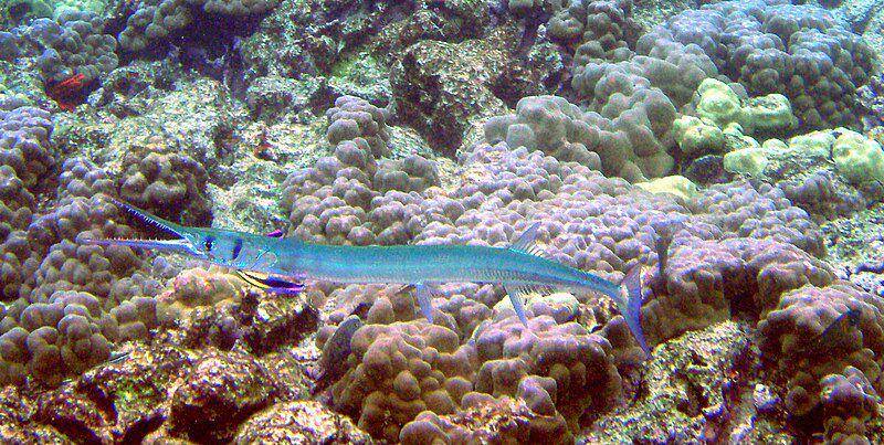 Needlefish sedang dibersihkan oleh ikan dokter. (commons.wikimedia.org/Brocken Inaglory)