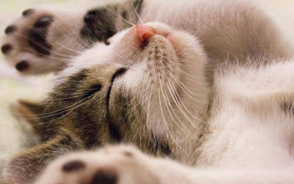 ilustrasi kucing tidur (pexels.com/Pixabay)
