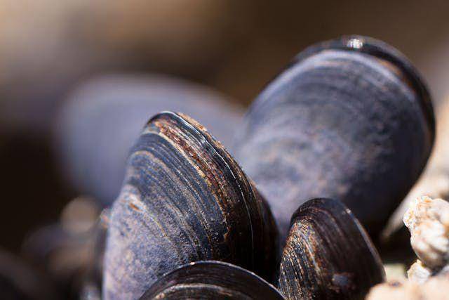 ilustrasi kerang hijau yang belum dikupas (pexels.com/Pixabay)