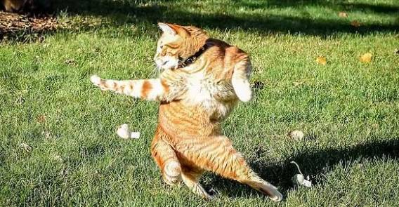 foto lucu alasan kucing disebut car (reddit.com/aflage)