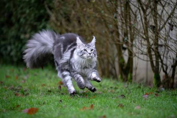 foto lucu alasan kucing disebut car (reddit.com/MaineCoonCentral)
