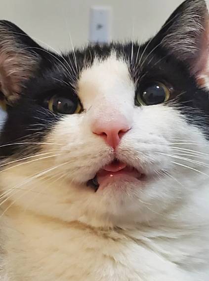 foto lucu kucing bengong brutal (reddit.com/RisqueSlav)