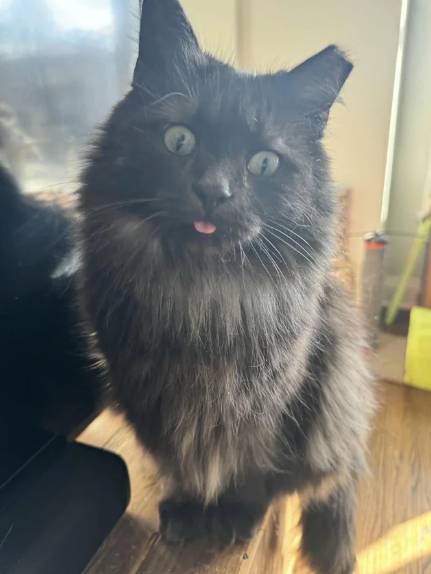 foto lucu kucing bengong brutal (reddit.com/GroundedSatellite)