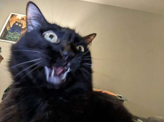 foto lucu kucing bengong brutal (reddit.com/deleted)