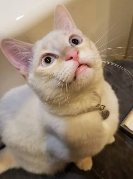 foto lucu kucing bengong brutal (reddit.com/HangryHangryHedgie)