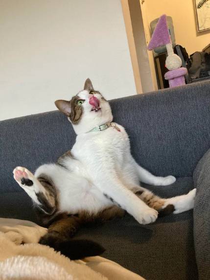 foto lucu kucing bengong brutal (reddit.com/Unfair_Catmom)
