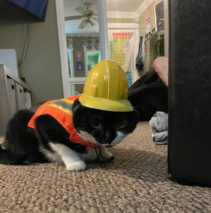 foto lucu kucing pakai helm proyek (reddit.com/Kill-Zone-Troop-45)