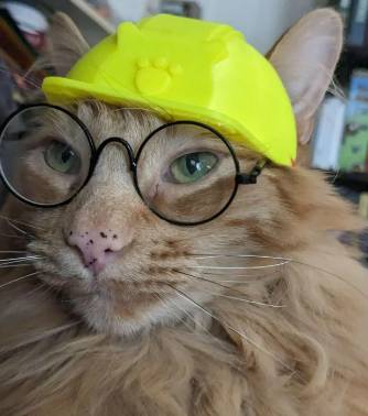 foto lucu kucing pakai helm proyek (reddit.com/DoctorNsara)