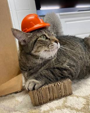 foto lucu kucing pakai helm proyek (reddit.com/sowhatofittt)
