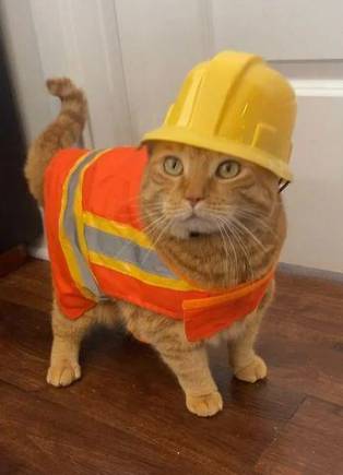 foto lucu kucing pakai helm proyek (reddit.com/East-Bathroom-9412)