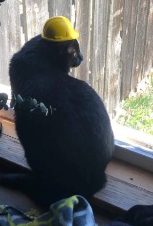 foto lucu kucing pakai helm proyek (reddit.com/chawwroy)