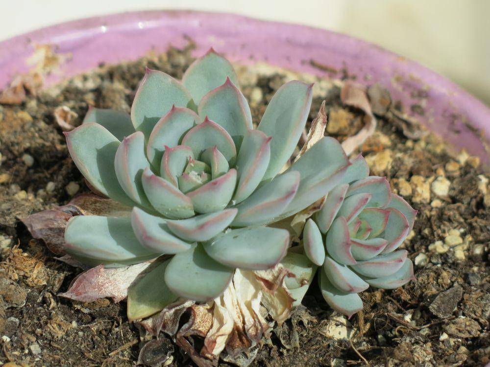 sukulen Echeveria (commons.wikimedia.org/Tangopaso)