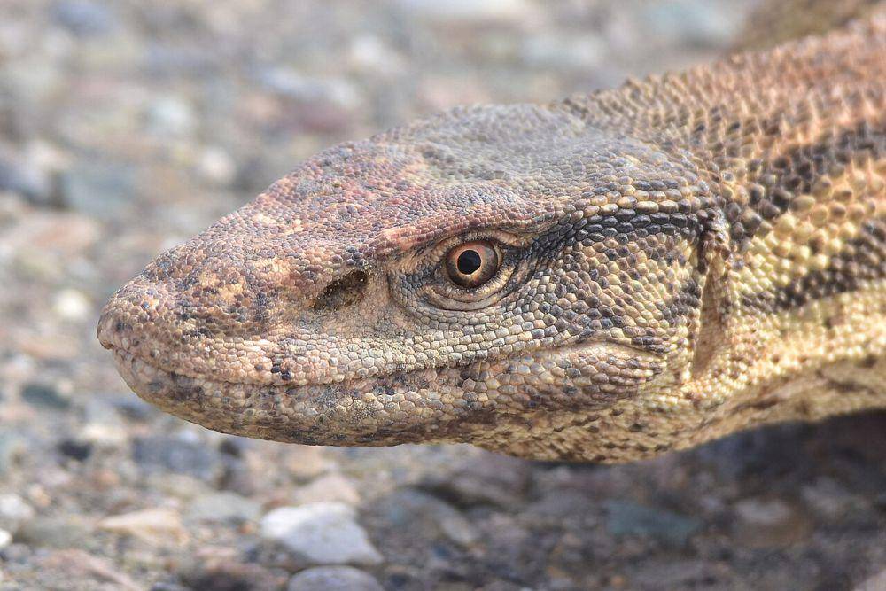 Biawak gurun (commons.wikimedia.org/Kudaibergen Amirekul)