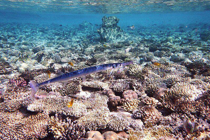 needlefish di habitat terumbu karang (commons.wikimedia.org/Kora27)
