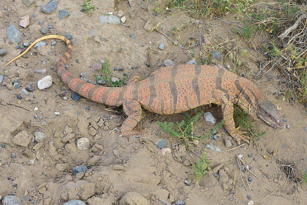 Biawak gurun (commons.wikimedia.org/Kudaibergen Amirekul)