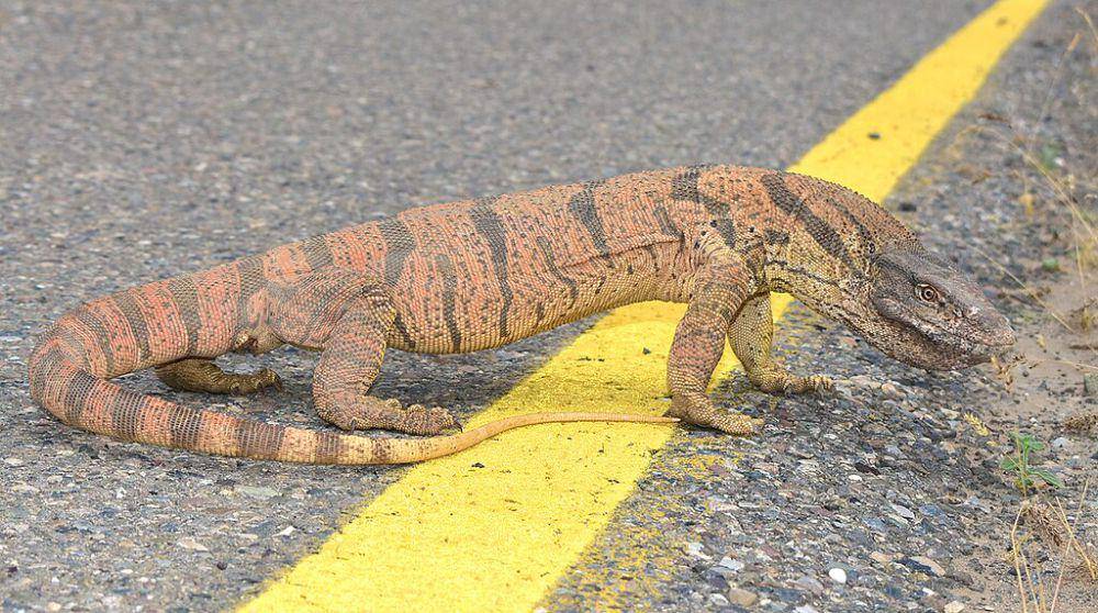 Biawak gurun (commons.wikimedia.org/Kudaibergen Amirekul)