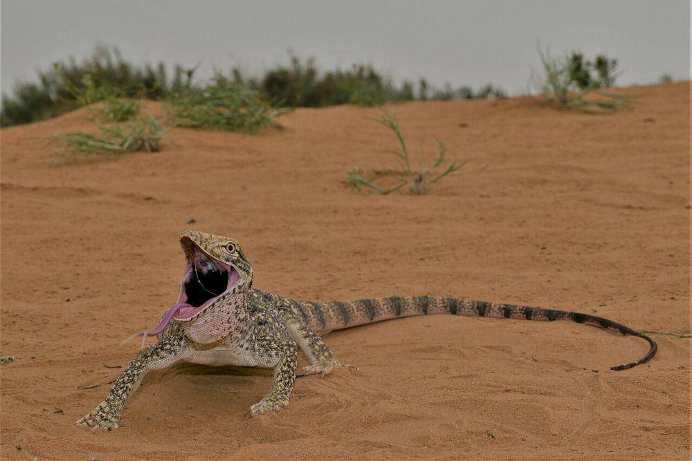 Biawak gurun (commons.wikimedia.org/Marius Burger)