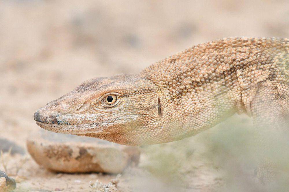 Biawak gurun (commons.wikimedia.org/Mourad Harzallah)