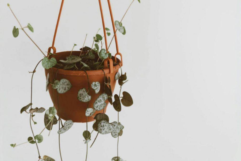 string of hearts (pexels.com/Nur Tok)