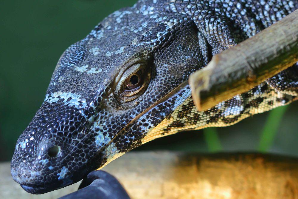 5 Fakta Biawak Biru, Reptil Endemik Asal Raja Ampat