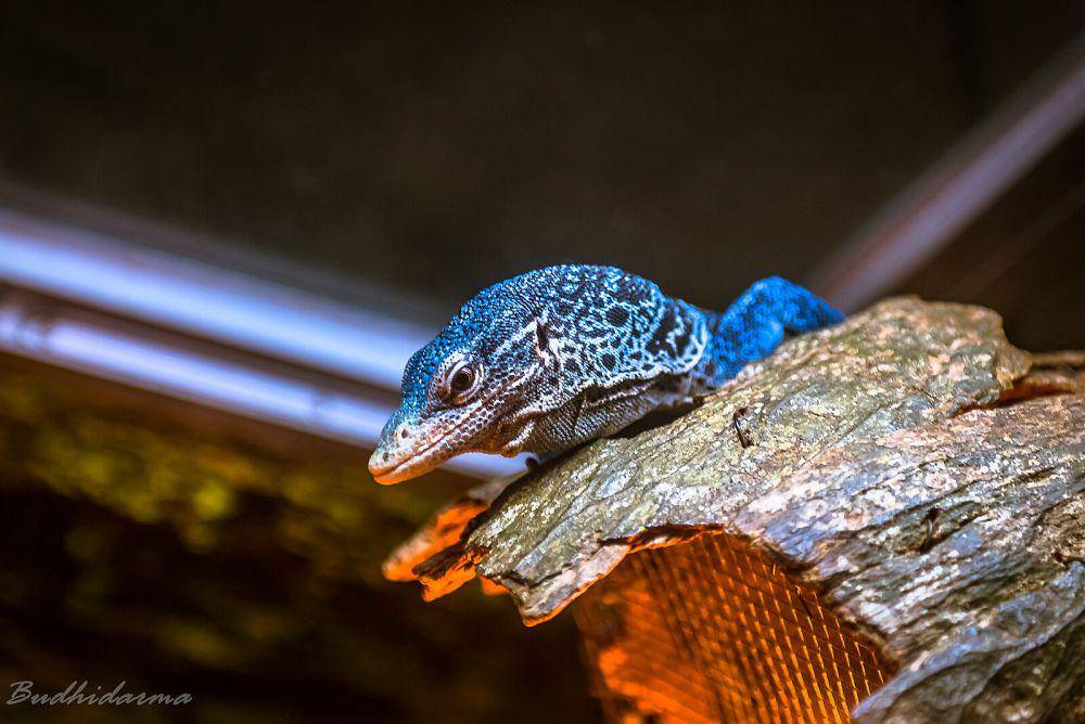 Biawak biru asal raja ampat