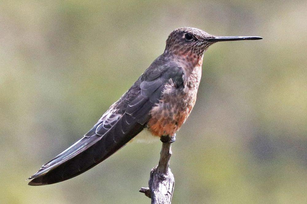 5 Fakta Picaflor Gigante, Menjalin Hubungan Istimewa dengan Kaktus