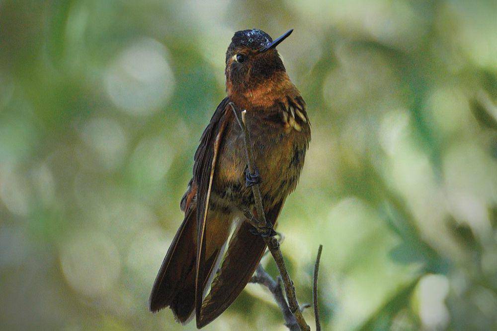 Picaflor gigante (commons.wikimedia.org/James Sykes)