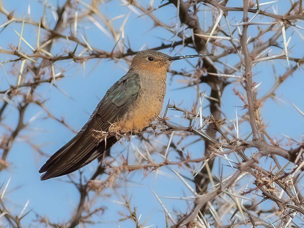 burung kolibri hinggap di pohon (birdsoftheworld.org)