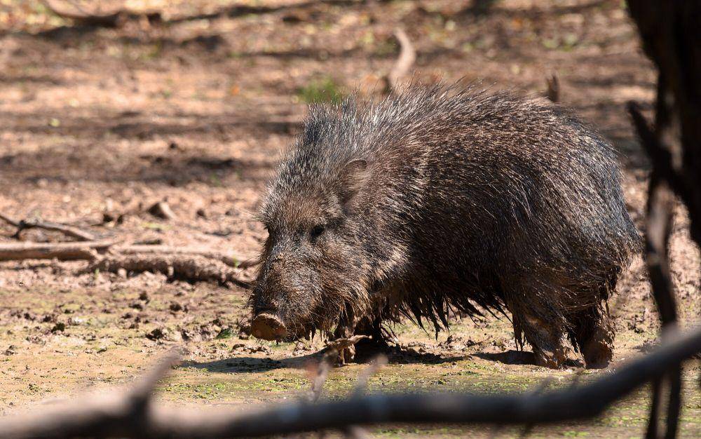 Chacoan peccary (commons.m.wikimedia.org/Gmmv1980)