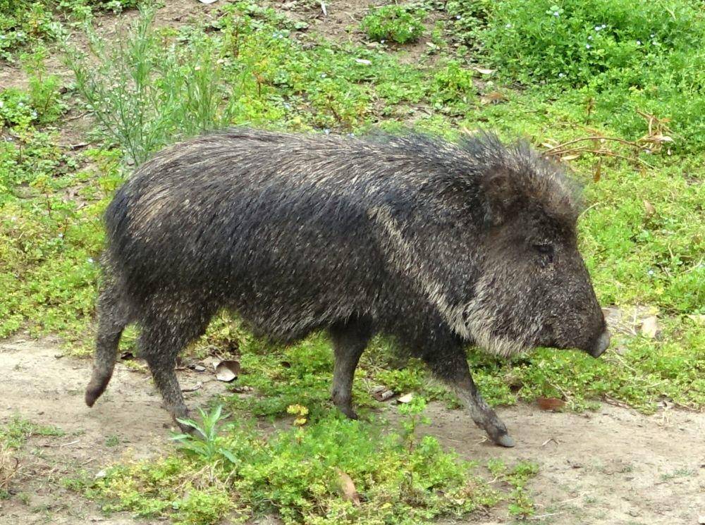 Chacoan peccary (commons.m.wikimedia.org/Daderot)