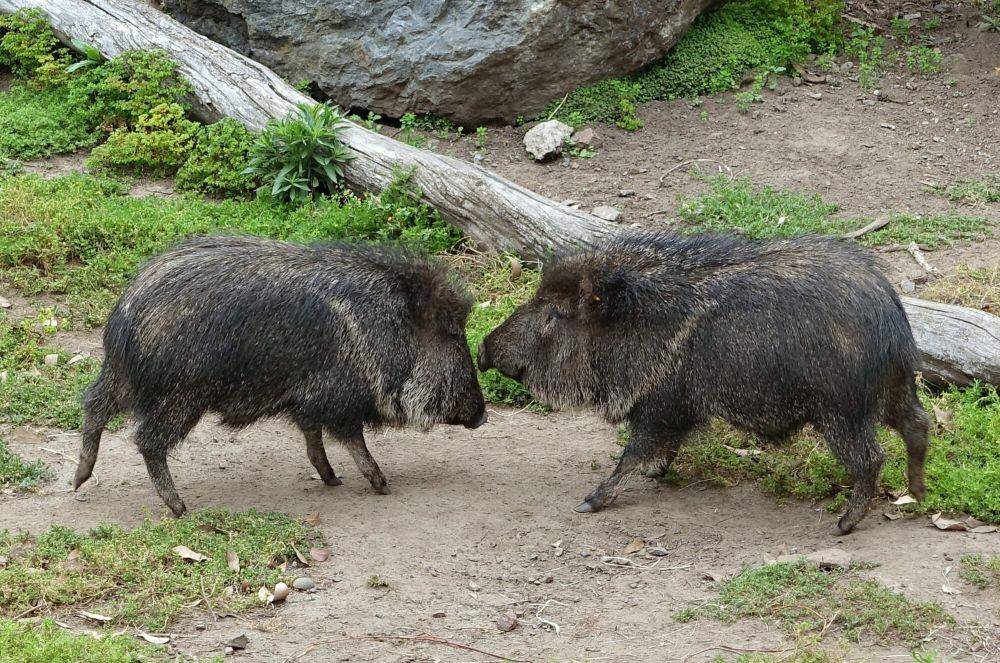 Chacoan peccary (commons.m.wikimedia.org/Daderot)