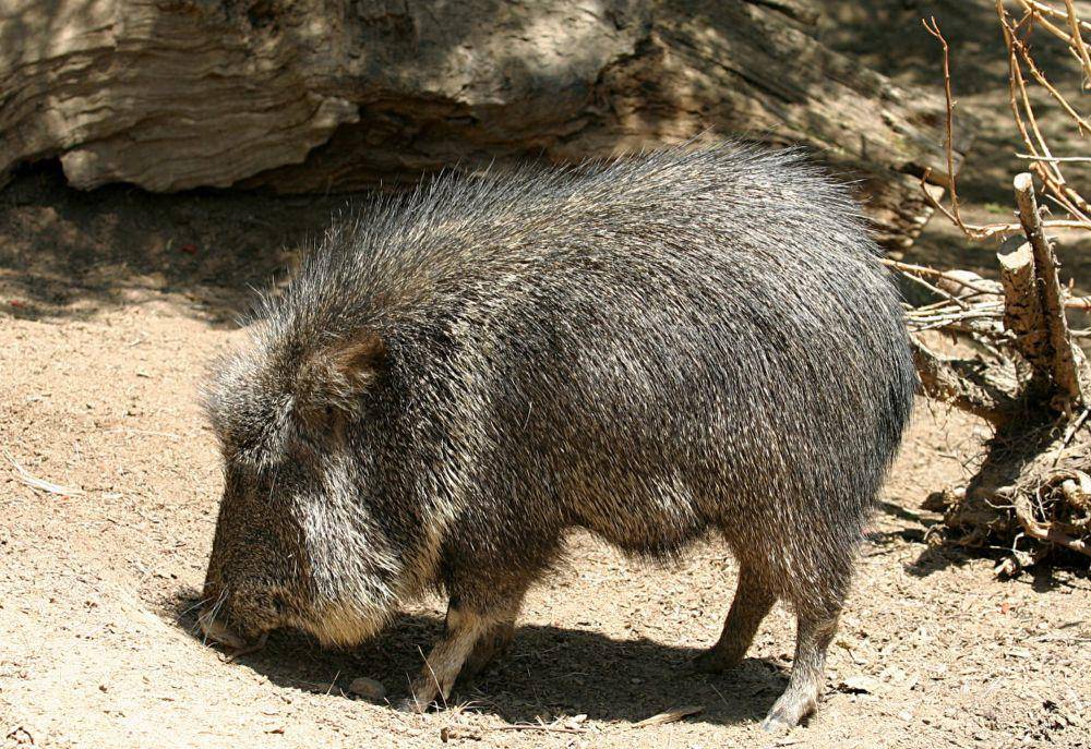 Chacoan peccary (commons.m.wikimedia.org/Cburnett)
