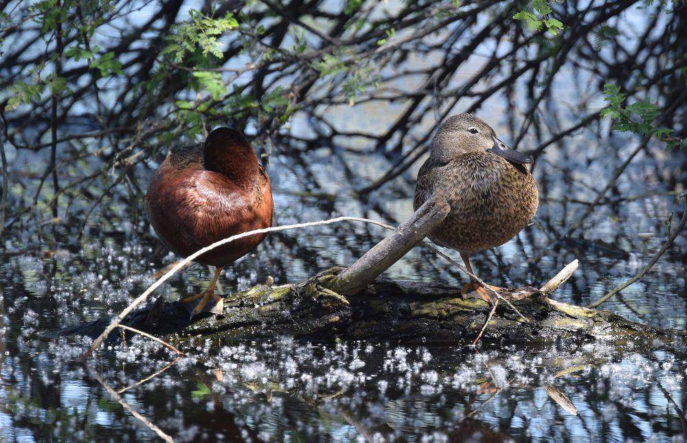 Cinnamon teal (commons.m.wikimedia.org/Andy Reago and Chrissy McClarren)