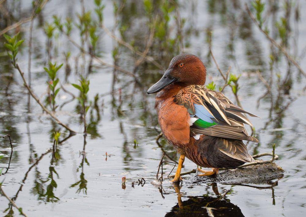 Cinnamon teal (commons.m.wikimedia.org/USFWS-Pacific Region)
