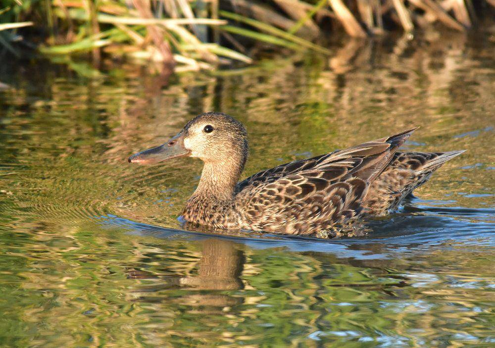 Cinnamon teal (commons.m.wikimedia.org/USFWS Mountain-Prairie)