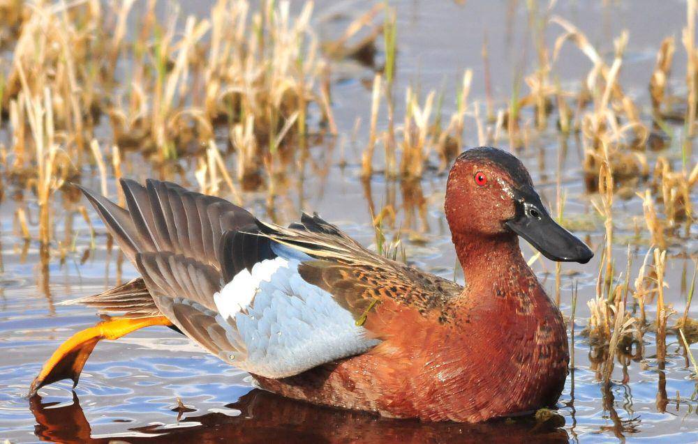 Cinnamon teal (commons.m.wikimedia.org/USFWS Mountain-Prairie)