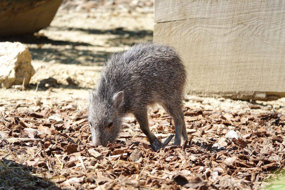 Chacoan peccary (commons.m.wikimedia.org/Gzen92)
