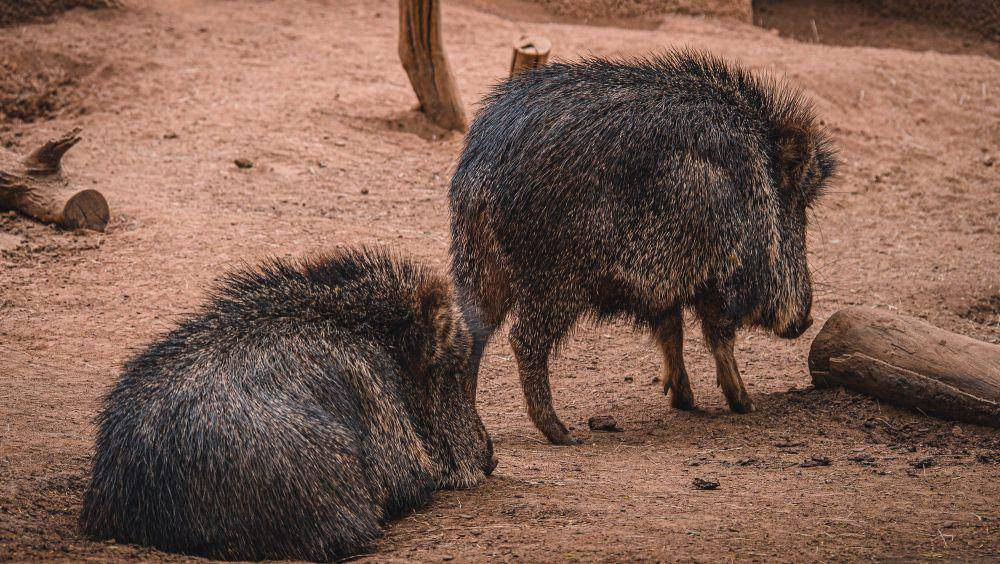 Chacoan peccary (commons.m.wikimedia.org/cascadevideoproductions)