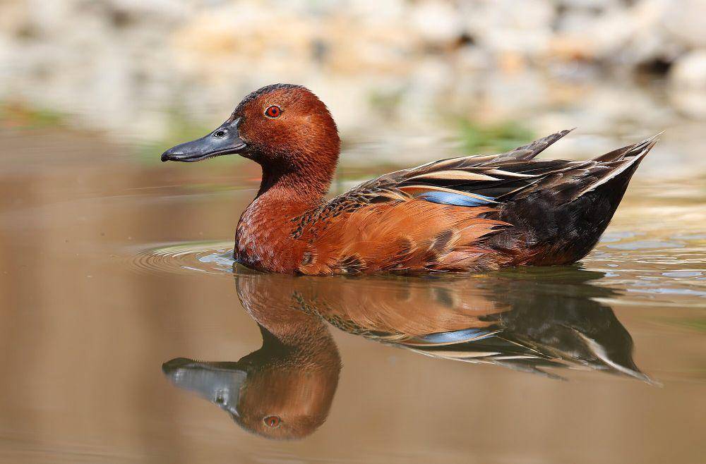 Cinnamon teal (commons.m.wikimedia.org/Clement Bardot)
