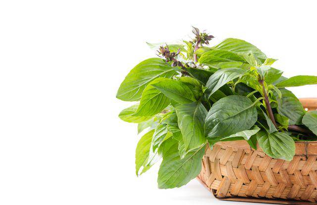 ilustrasi thai basil (vecteezy.com/kwanchaichaidom)
