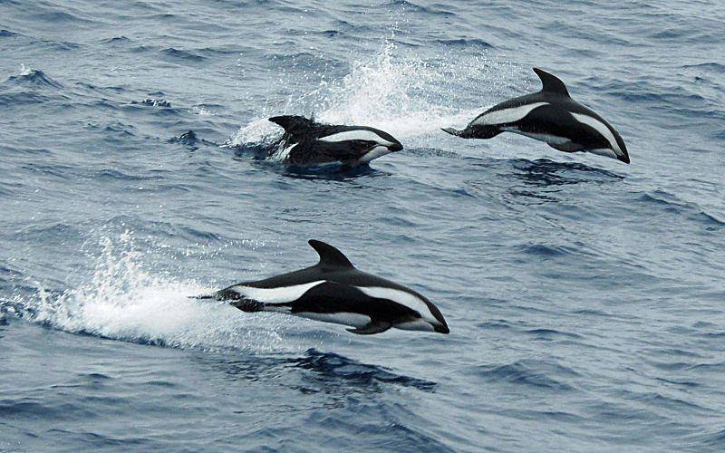 Hourglass dolphin (commons.wikimedia.org/Lomvi2)