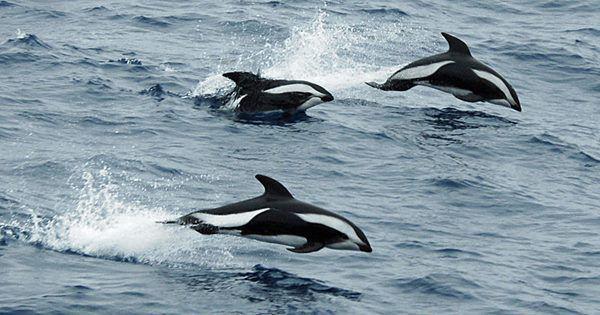 5 Fakta Hourglass Dolphin, Deteksi Mangsa dengan Gelombang Suara!