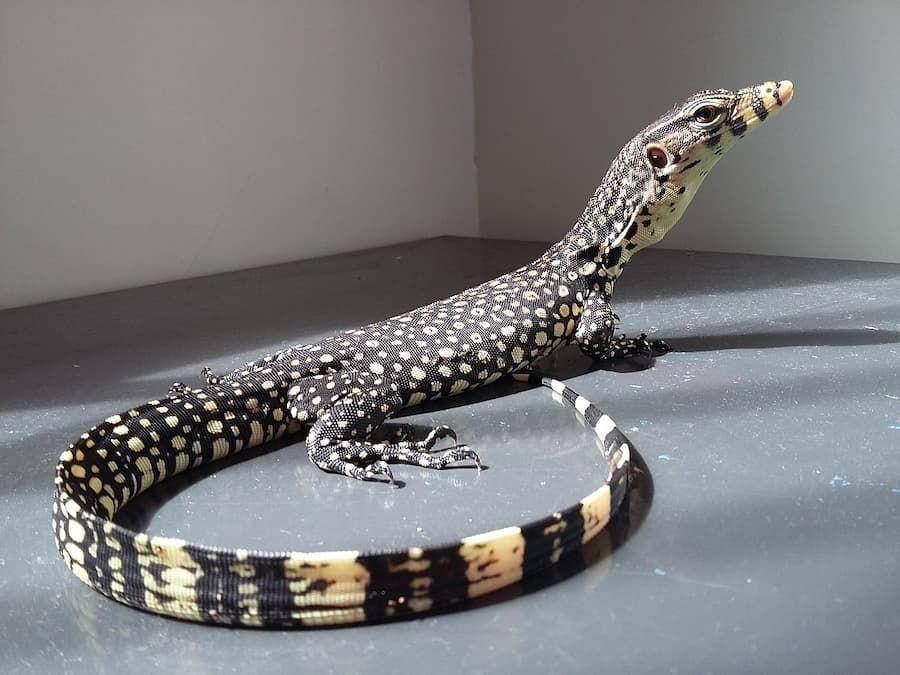 ilustrasi biawak (commons.wikimedia.com)