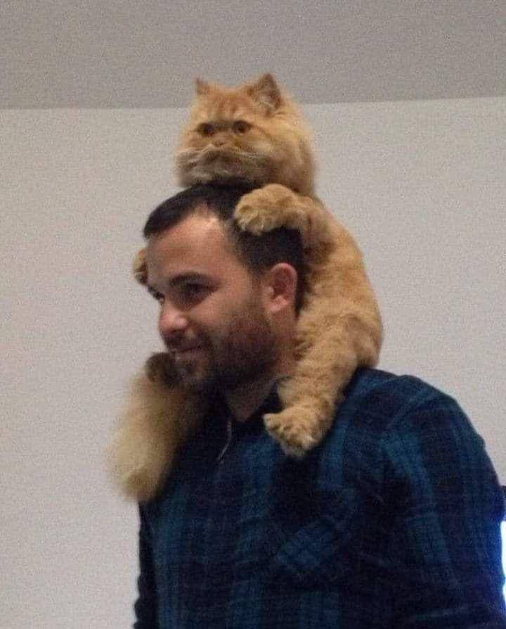 foto lucu kucing oren di pundak ayah (x.com/CatsWithAura)