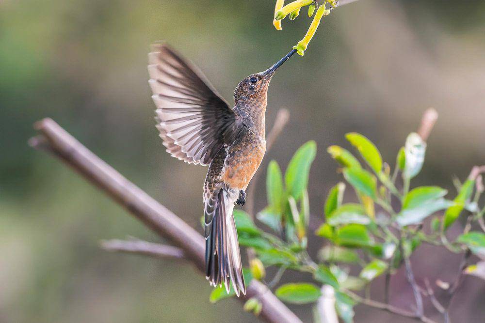 Burung kolibri raksasa sedang menghisap nektar (scitechdaily.com)