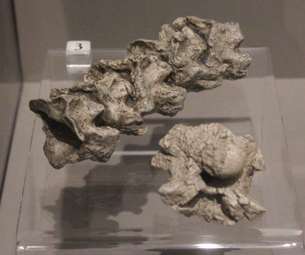Fosil Gigantophis (commons.wikimedia.org/Jonathan Chen)