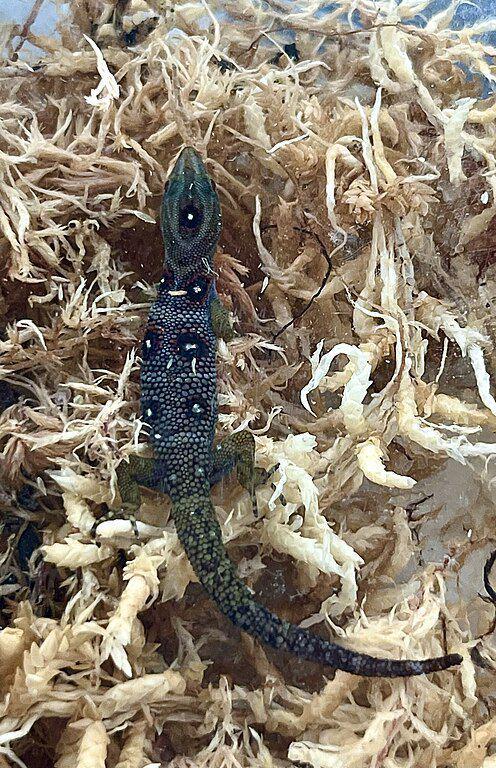 5 Fakta Union Island Gecko, Reptil Kecil Bercorak Permata di Kulitnya