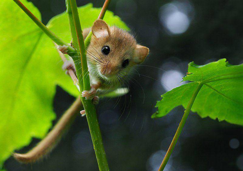 Hazel dormouse (commons.wikimedia.org/Frank Vassen)