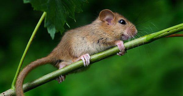 5 Fakta Menarik Hazel Dormouse, Punya Kaki Fleksibel!