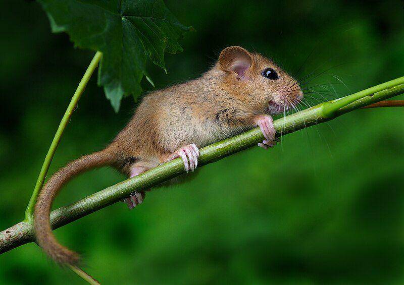 Hazel dormouse (commons.wikimedia.org/Frank Vassen)